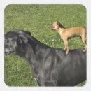 Pesquisar por great dane adesivos Animal