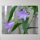 Pesquisar por flores delicadas pôsteres pósteres Para ela