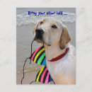 Pesquisar por labrador convites Piscina