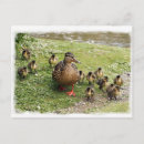 Pesquisar por duck cartoes postais Fotografia