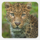 Pesquisar por jaguar adesivos Natureza