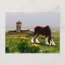Pesquisar por cavalo clydesdale cartoes postais Cavalos