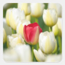 Pesquisar por tulipa vermelha e branca adesivos Flor