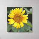 Pesquisar por girassol amarelo impressão de canvas Verão