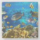 Pesquisar por recife porta copos Azul