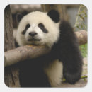 Pesquisar por shaanxi Animal
