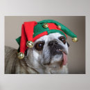 Pesquisar por pug engraçado pósteres Fotografia