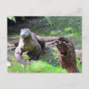 Pesquisar por dragao komodo cartoes postais Dragão