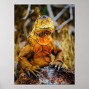 Pesquisar por reptil pôsteres pósteres Animais
