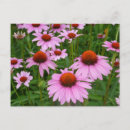 Pesquisar por descendentes cartoes postais Echinacea