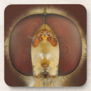 Pesquisar por entomologia porta copos Biologia