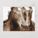 Pesquisar por cavalo ocidental cartoes postais Retratos
