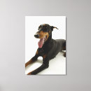 Pesquisar por doberman impressão de canvas Animal