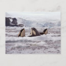 Pesquisar por selo postal da baleia Orca