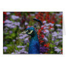 Pesquisar por do peafowl cartoes Pavão