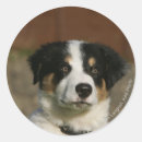 Pesquisar por filhote cachorro border collie adesivos Prumo e pam langrish