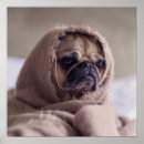 Pesquisar por pug engraçado pósteres Cão