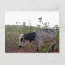 Pesquisar por moo cartoes postais Fazenda