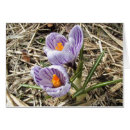 Pesquisar por açafrão cartoes postais Primavera