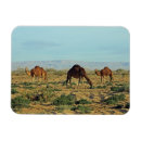 Pesquisar por camel imas Vida selvagem