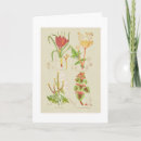 Pesquisar por botanical illustration cartoes Qualquer pessoa