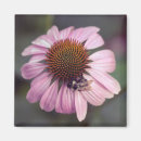 Pesquisar por coneflower roxo Natureza
