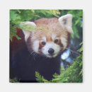 Pesquisar por da panda imas Qualquer pessoa