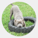 Pesquisar por staffordshire bull terriers adesivos Animal