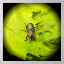 Pesquisar por beetle pôsteres pósteres Insect