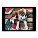 Pesquisar por shepard australiano Aussie