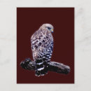 Pesquisar por bute cartoes postais Animal