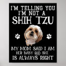 Pesquisar por shih tzu pôsteres pósteres Animal de estimação