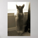 Pesquisar por cute corgi pôsteres pósteres Puppy