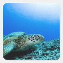 Pesquisar por tartaruga adesivos Animal marinho