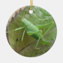 Pesquisar por grilo ornamentos Vida selvagem