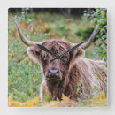 Pesquisar por bovino relogios de parede Gado