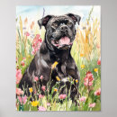 Pesquisar por cane corso pôsteres pósteres Cana