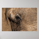 Pesquisar por alison pósteres Elefante