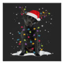 Pesquisar por pug preto pôsteres pósteres Animal
