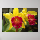 Pesquisar por cattleya pósteres Natureza
