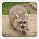 Pesquisar por raccoon adesivos Animal