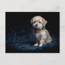 Pesquisar por yorkshire terrier cartoes postais Cães