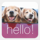 Pesquisar por golden retriever adesivos Fotografia