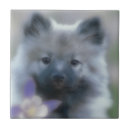 Pesquisar por cães azulejos Cachorro