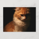 Pesquisar por sombra gato cartoes postais Gatinho