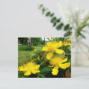 Pesquisar por pimenta cartoes postais Natureza