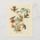 Pesquisar por hummingbird cartoes postais Ilustração