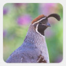 Pesquisar por quail adesivos Pássaro