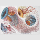 Pesquisar por haeckel Oceano