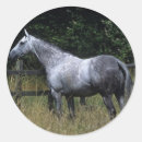 Pesquisar por cavalo puro sangue adesivos Equestre
